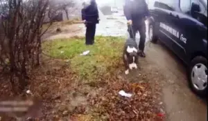 jandarmii au calmat un amstaff