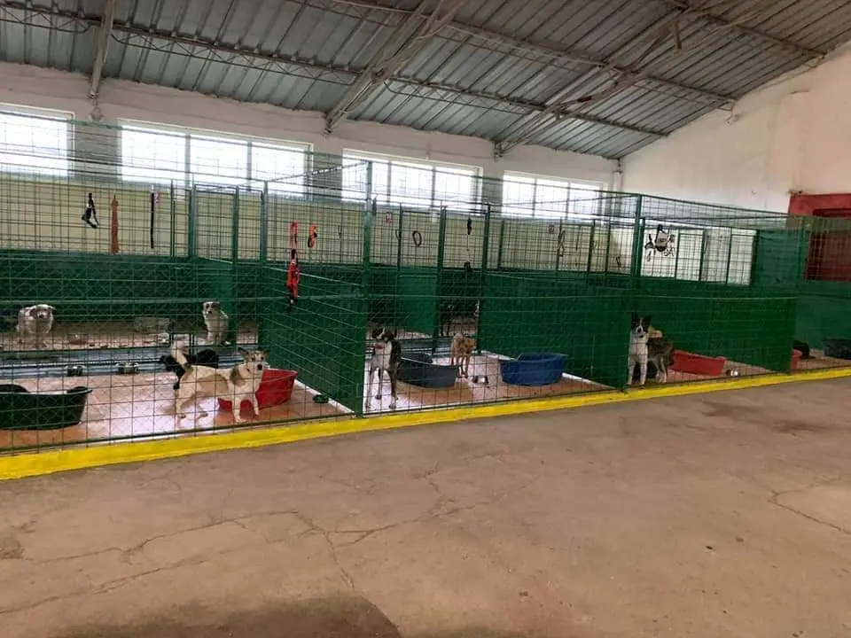 [ACTUALIZARE 3] A durat pe cât a durut, dar a câștigat războiul pervers cu DSVSA folosind cele mai curate arme ale Justiției! Acuzațiile asupra Marinelei Tudor - Paws United - s-au soluționat cu CLASARE