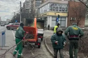 se toaletază arborii din „vlaicu”