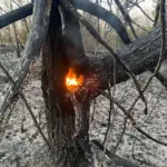 incendiu vegetatie2 scaled