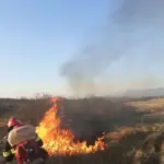 incendiu vegetatie5 scaled
