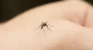 o ultimă acţiune de dezinsecţie
