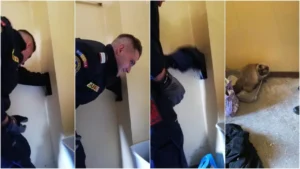 pompierii au salvat o pisică