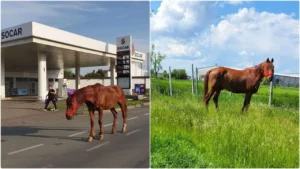 un cal plecat de acasă