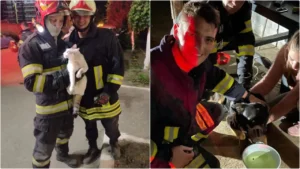 o pisică blocată pe acoperișul