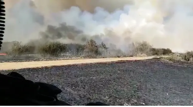 [ACTUALIZARE] INCENDIUL de la limita județului Arad cu Timiș a fost lichidat după 3 ore de luptă cu flăcările și canicula. Au ars 200 de hectare de culturi agricole și un utilaj [FOTO]