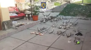 braconieri „cu vechime” din gurahonț