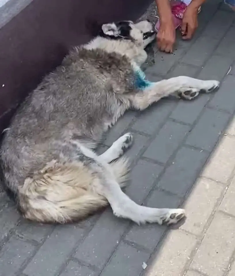 Puneți-o pe Gabriela Decuseară șefă la Adăpostul de pe „Bodrogului”... dacă autorităților locale „li se rupe” de soarta animalelor fără stăpân, D.S.V.S.A. le elimină orice șansă de a fi adoptate și până și ACTIVIȘTII DEDICAȚI S-AU SĂTURAT!