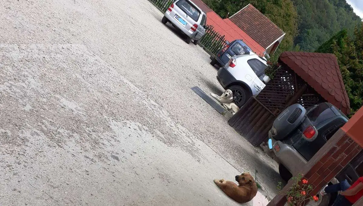 O haită de CÂINI AGRESIVI terorizează, de o lună de zile, locuitorii din Lazuri - în condițiile în care Primăria Vârfurile terorizează, de decenii, toate cele 7 sate prin IGNORARE TOTALĂ și FUGĂ DE RĂSPUNDERE