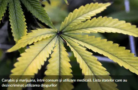 Germania - țara ce dă tonul care face muzica în România - legalizează posesia și consumul de cannabis. Noi, tot cu dependența de Rafila, Dâncu, Abraham și „farmacia inimii”...