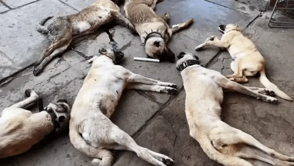 câini kangal otrăviți
