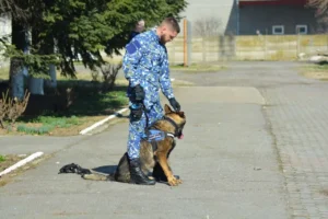parteneri m.a.i dedicați pregătirii câinilor
