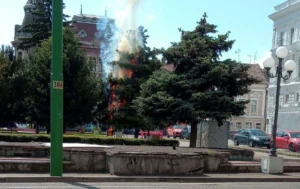 un copac din piața „avram