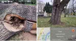 tăierea stejarului secular din parcul