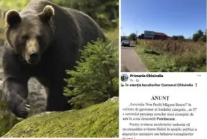 mai ursul lipsea în chisindia