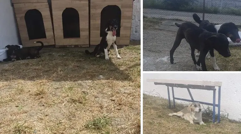 terapie cu caini penitenciar