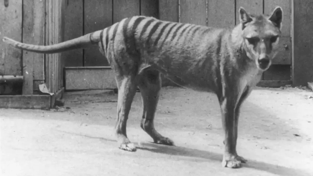 specii tigru tasmanian