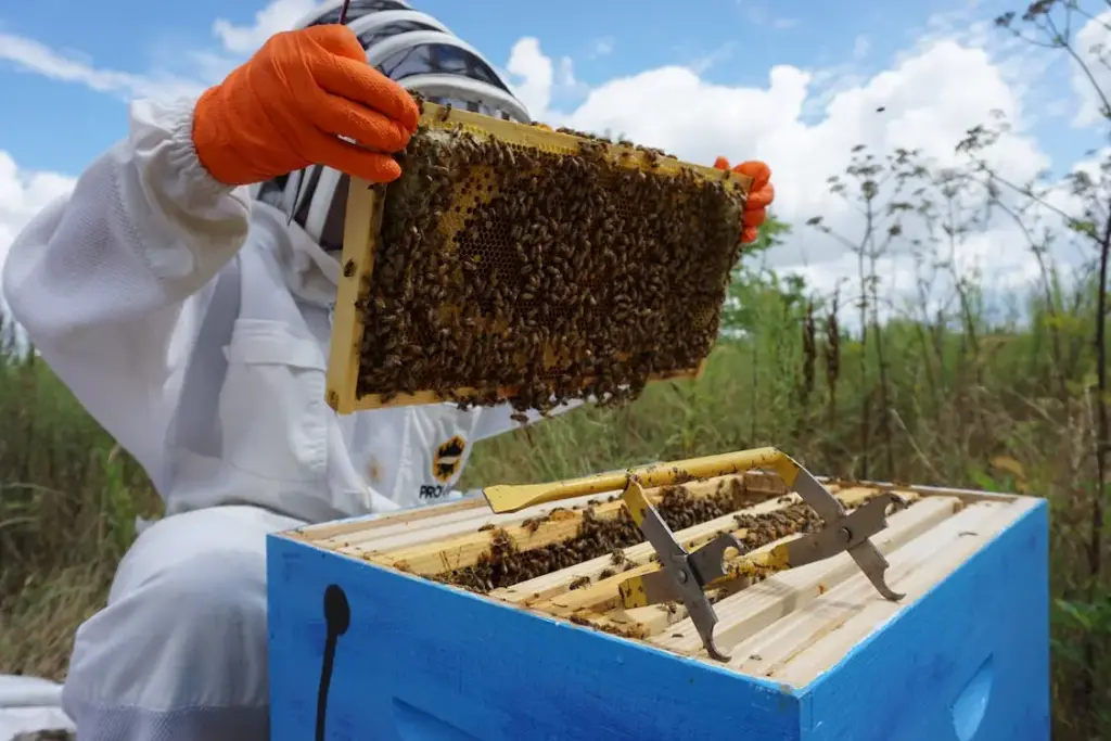 apicultorii
