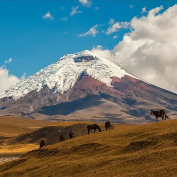 cotopaxi with horses view trek scaled