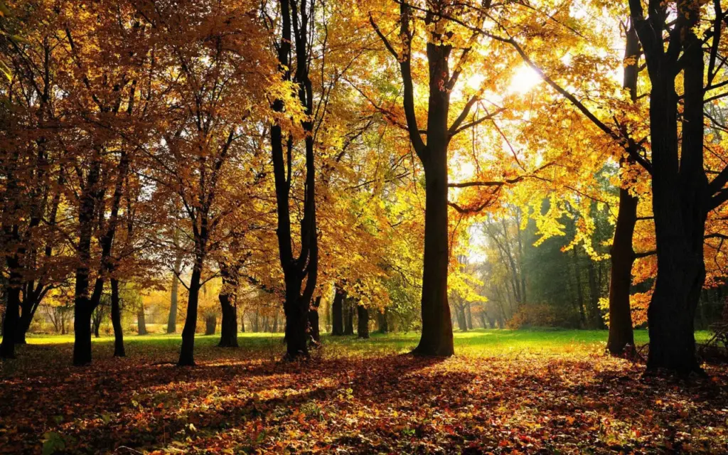 autumn hickories trees in forest ezv3bpk1umlnxzbc scaled