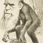 editorial cartoon depicting charles darwin as an ape 1871