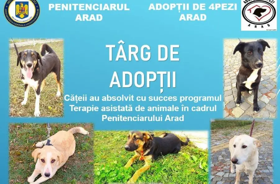 adoptii canine 1