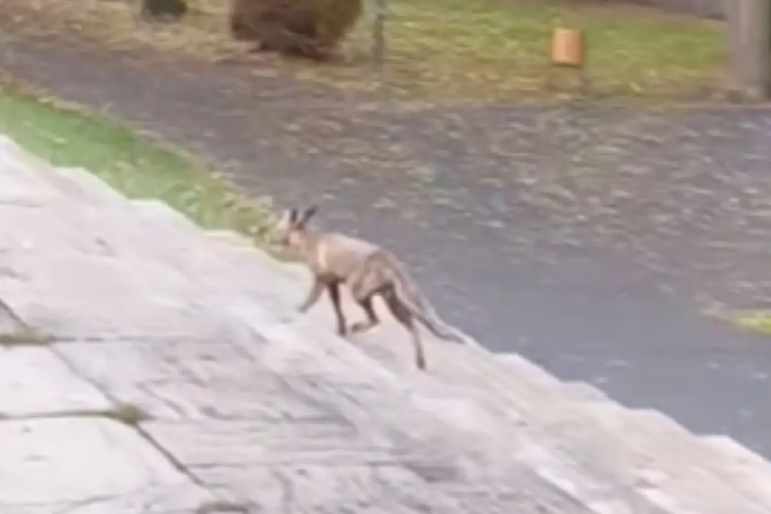 fauna spectaculoasă a aradului