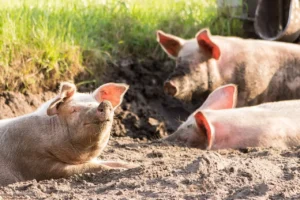 legea porcului este „de porc”