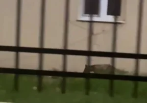 un alt episod din „cartea
