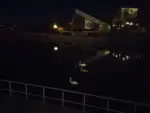 Trei lebede pe lacul pădurice. Ce este bine să știm pentru a proteja spectaculoasele înaripate? 34 lebede
