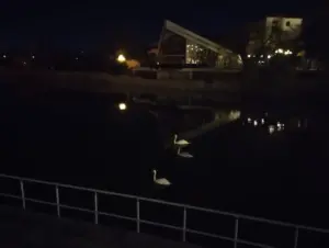 Trei lebede pe lacul pădurice. Ce este bine să știm pentru a proteja spectaculoasele înaripate? 70 lebede