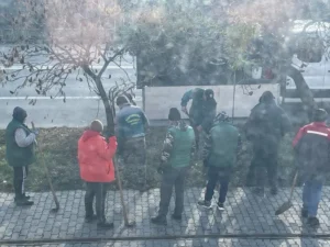 operațiunea „scoate copacii tocmai plantați”