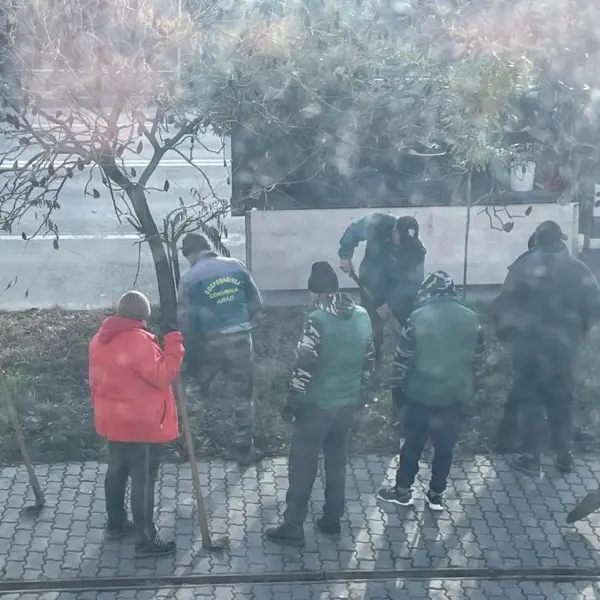 scoatere copaci bodrogului