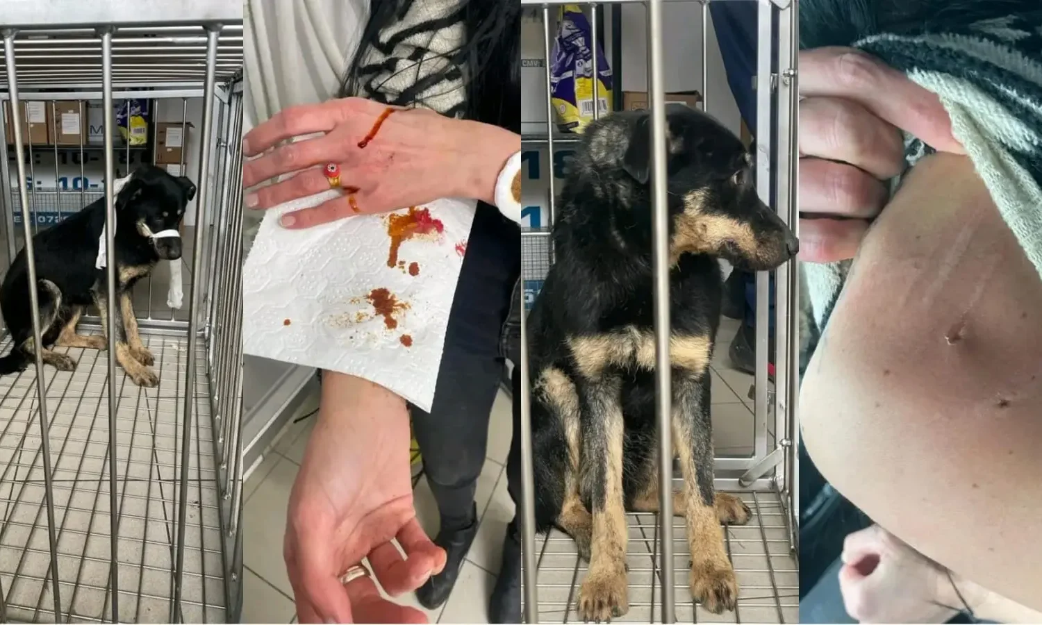 infernul câinilor din adăpostul danyflor