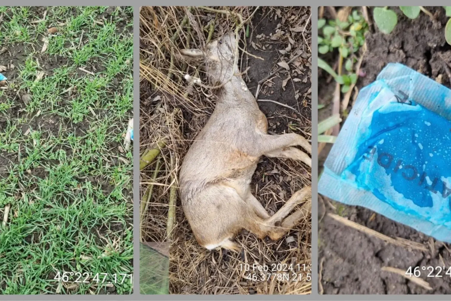 uciderea în masă a căprioarelor