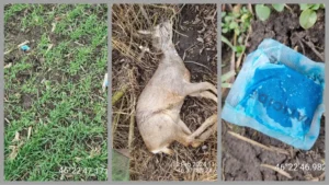 uciderea în masă a căprioarelor