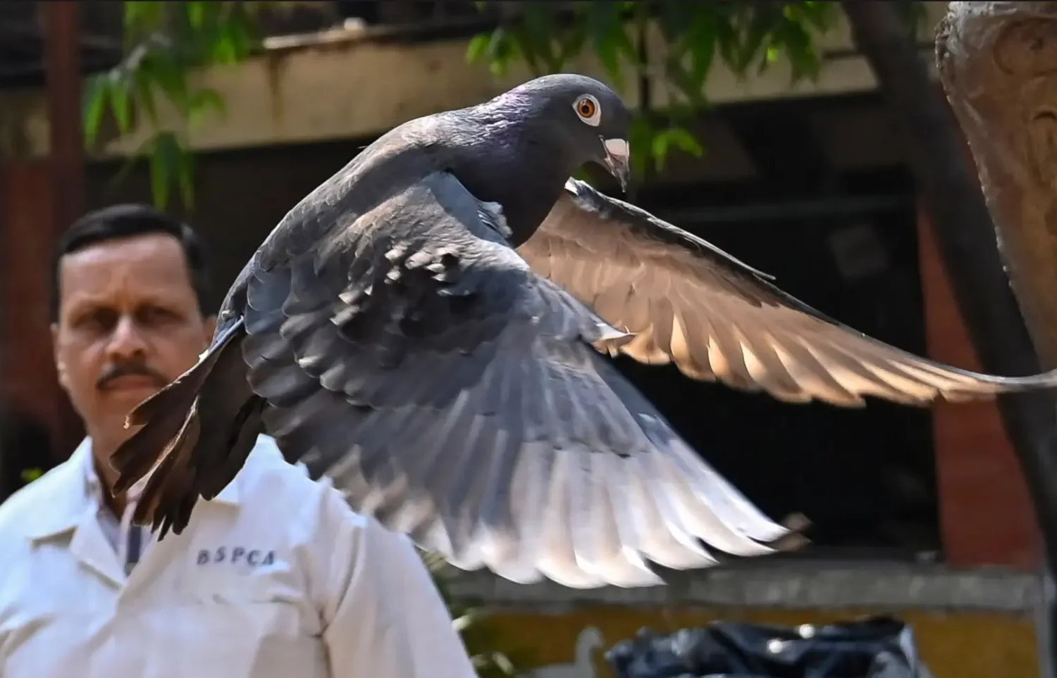 poliția indiană a eliberat