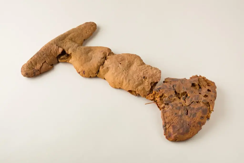 descoperirea pâinii vechi de 8.600 de ani dă naștere unor teorii fragede