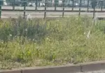 Aradul a căzut pradă bălăriilor 11 balarii arad1