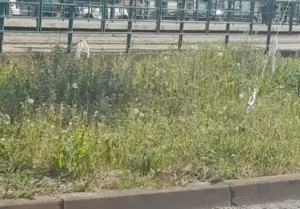Aradul a căzut pradă bălăriilor 24 balarii arad1
