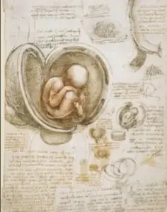 studii anatomice leonardo da vinci