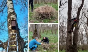 120 de cuiburi artificiale pentru păsări