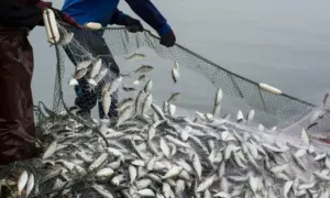 Pentru prima dată în istorie, mai mulți pești au fost crescuți în ferme decât capturați în natură
