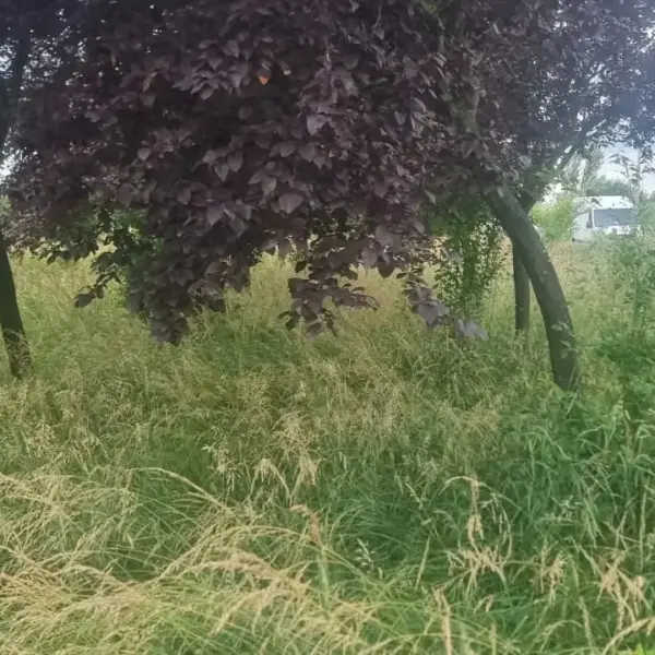 parc dorobanti 2
