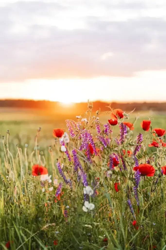 sunset field wild flowers summertime large