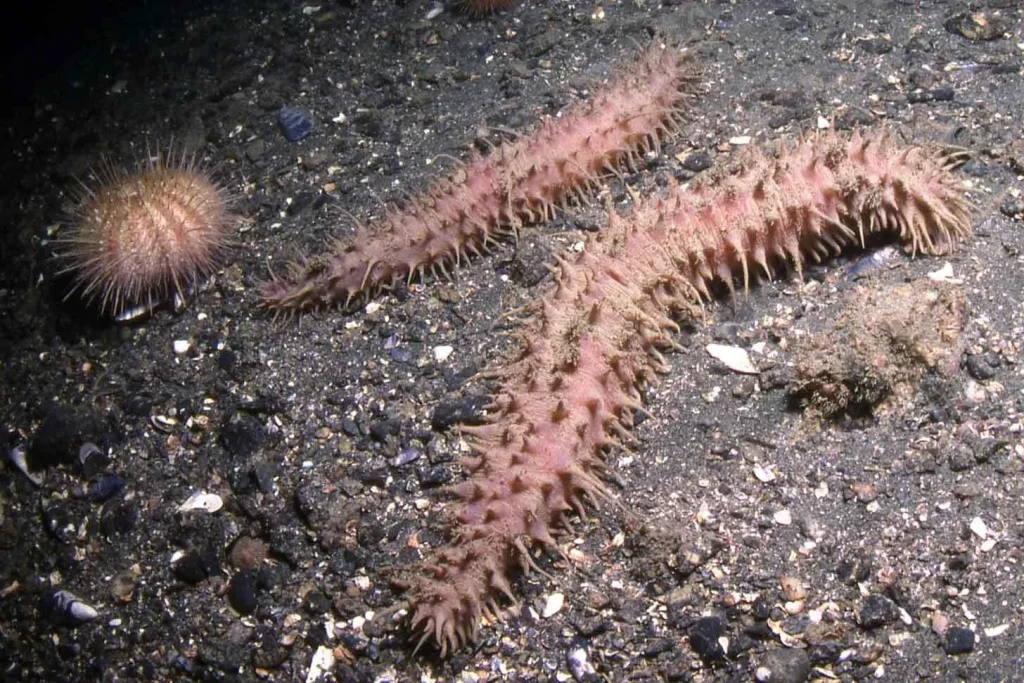 668302eff3328154d9eb5d13 sea cucumber legs large