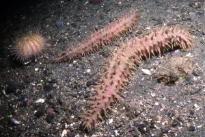 668302eff3328154d9eb5d13 sea cucumber legs medium