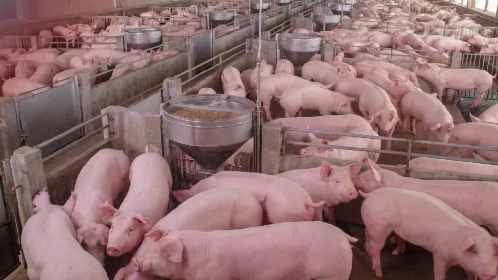 ferma porci large