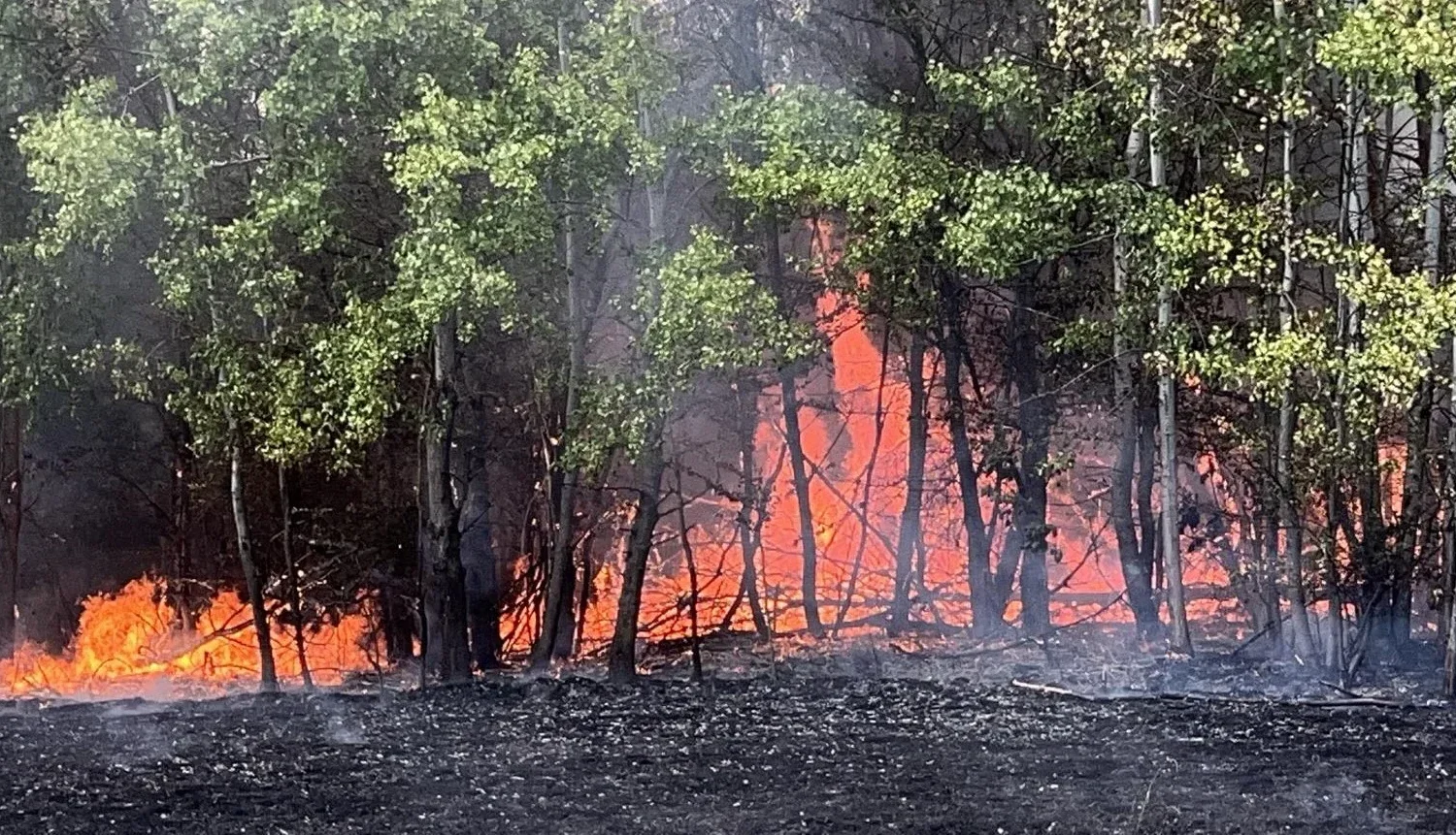 nouă incendii de vegetație uscată