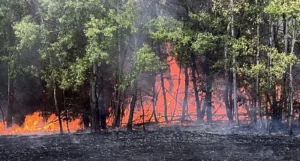 nouă incendii de vegetație uscată